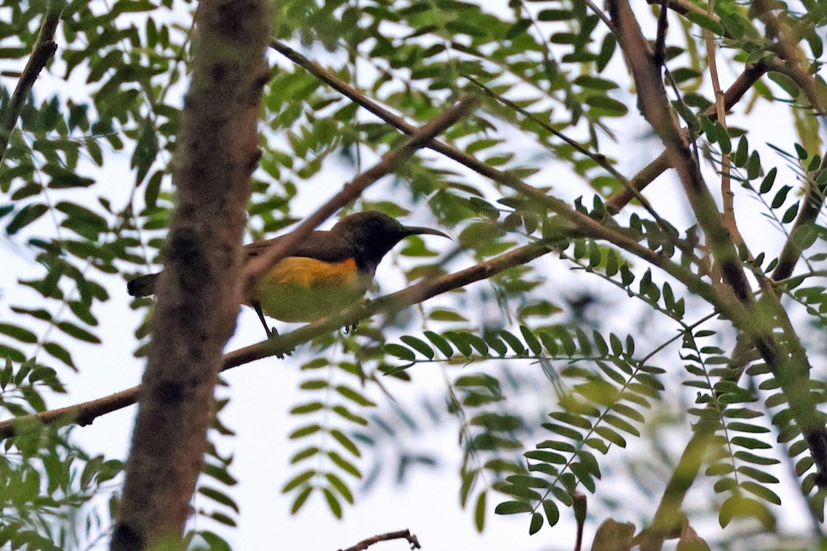 Ornate Sunbird (Ornate) - ML638441795