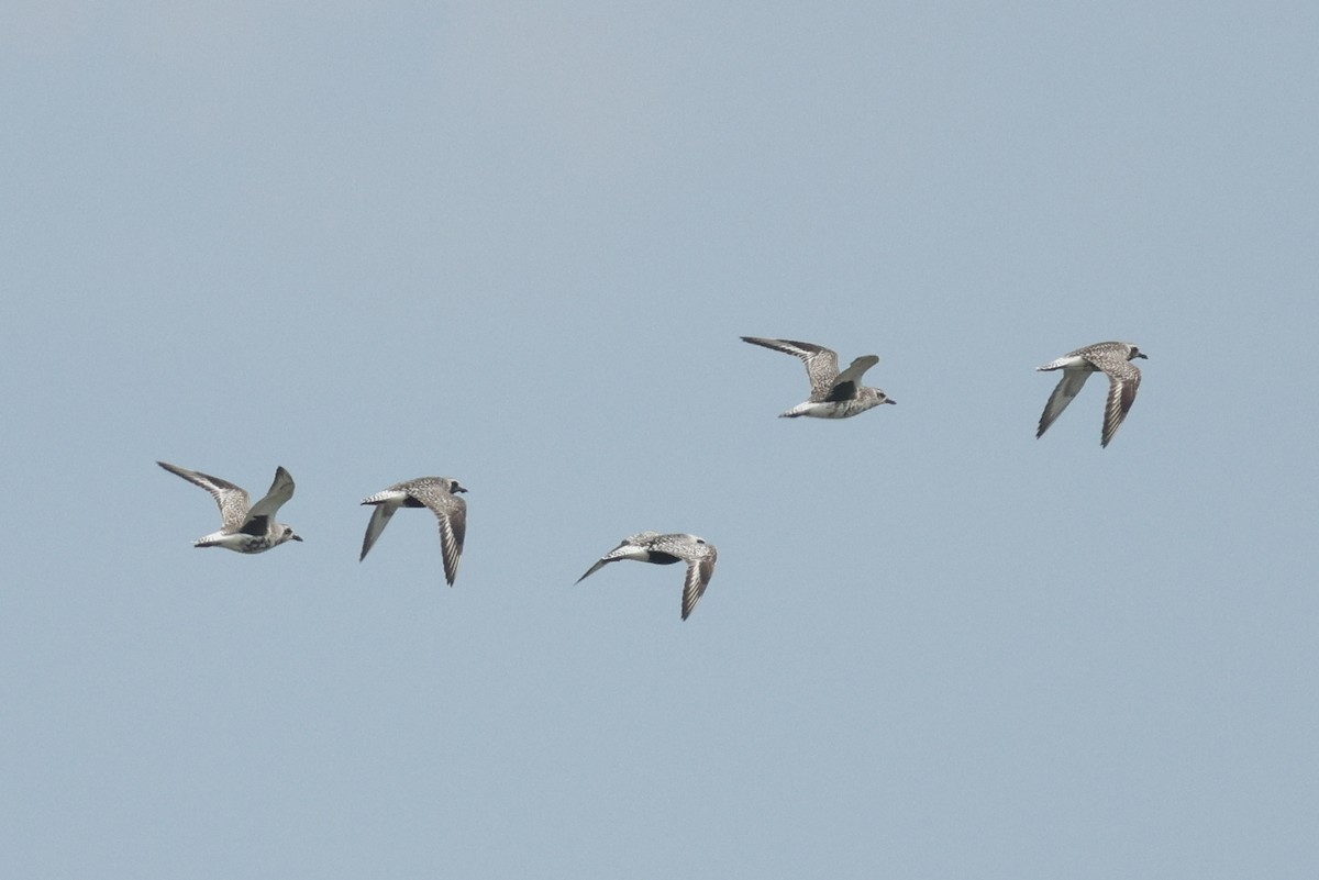 Black-bellied Plover - ML638441804