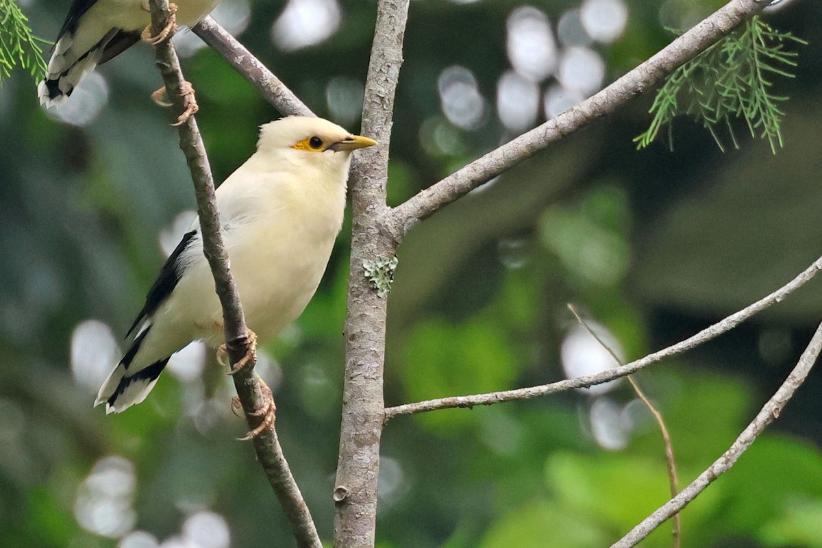 Schwarzflügelmaina (tertius) - ML638441883