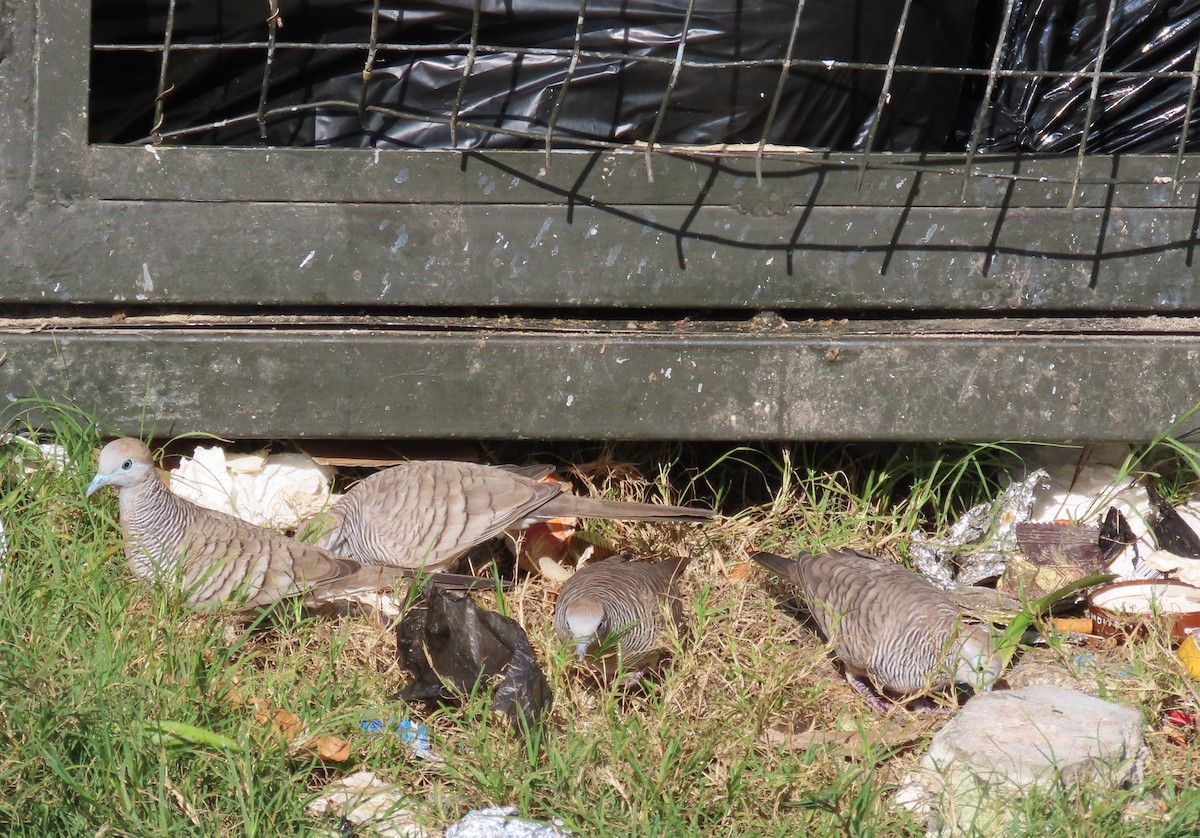 Zebra Dove - ML638441886