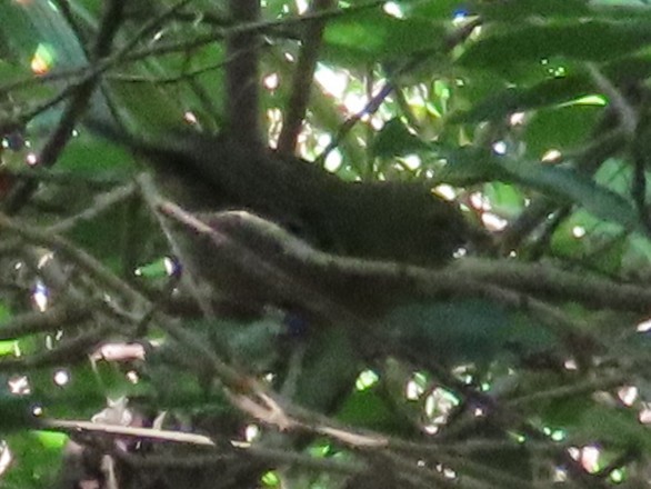 Mauritius White-eye - ML638441907
