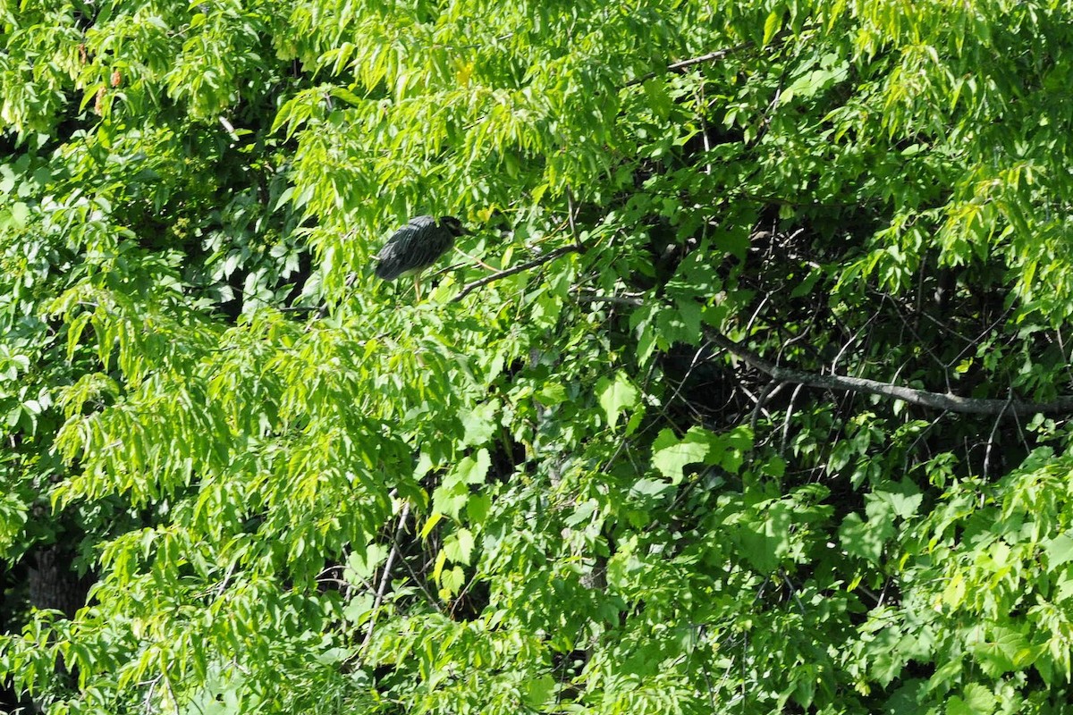 Yellow-crowned Night Heron - ML638442052