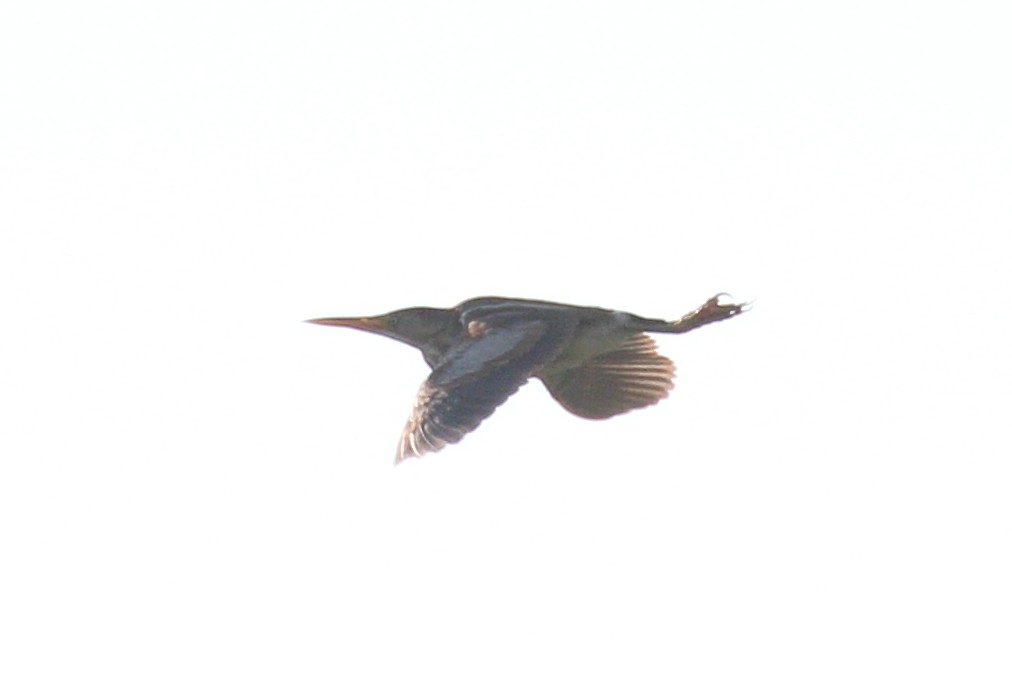 American Bittern - ML638442081