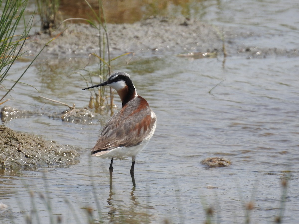 Wilson's Phalarope - ML638442126