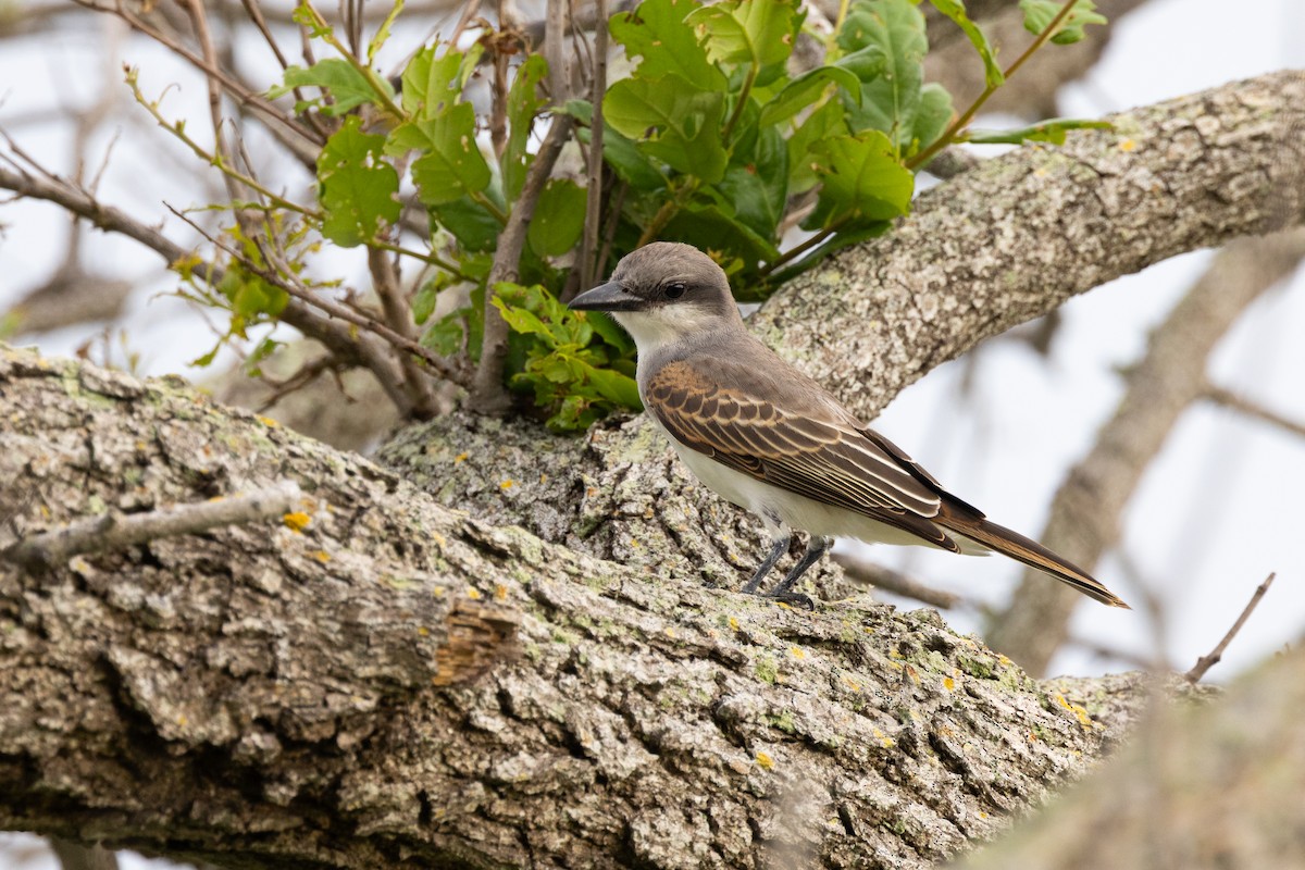 Gray Kingbird - ML638442252