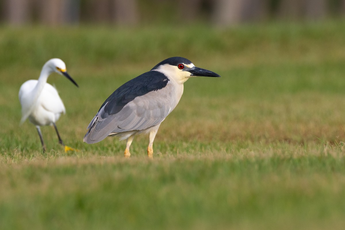 Black-crowned Night Heron - ML638442258