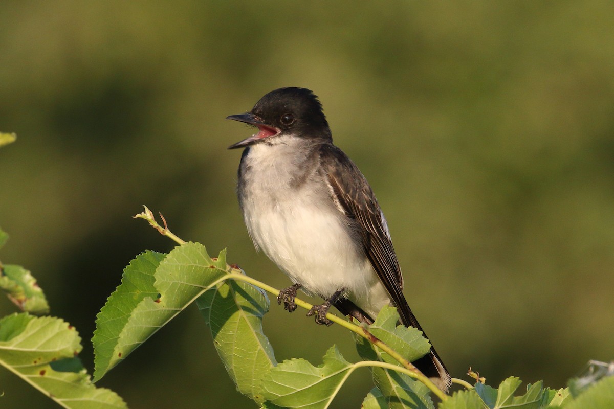 Eastern Kingbird - ML638442274