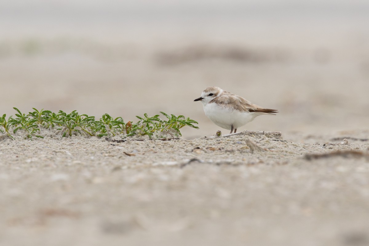 Snowy Plover - ML638442295