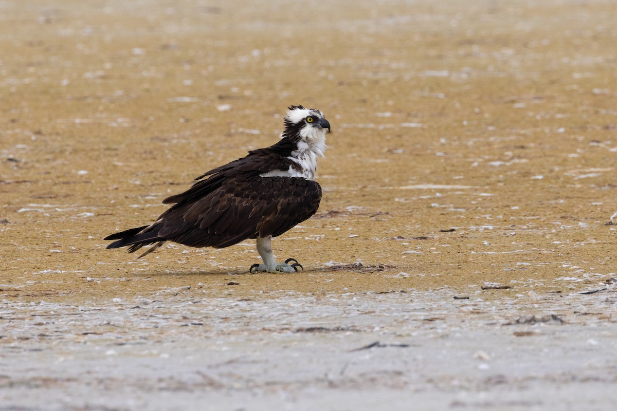 Osprey - ML638442303