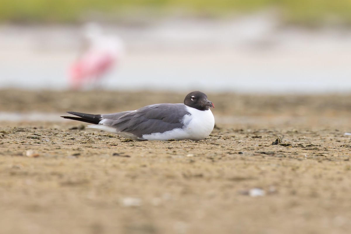 Laughing Gull - ML638442311