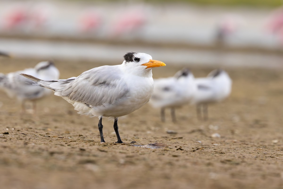 Royal Tern - ML638442322