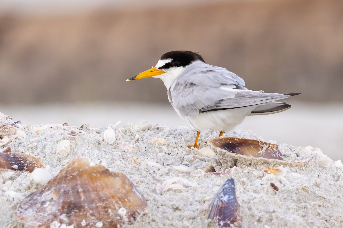 Least Tern - ML638442324