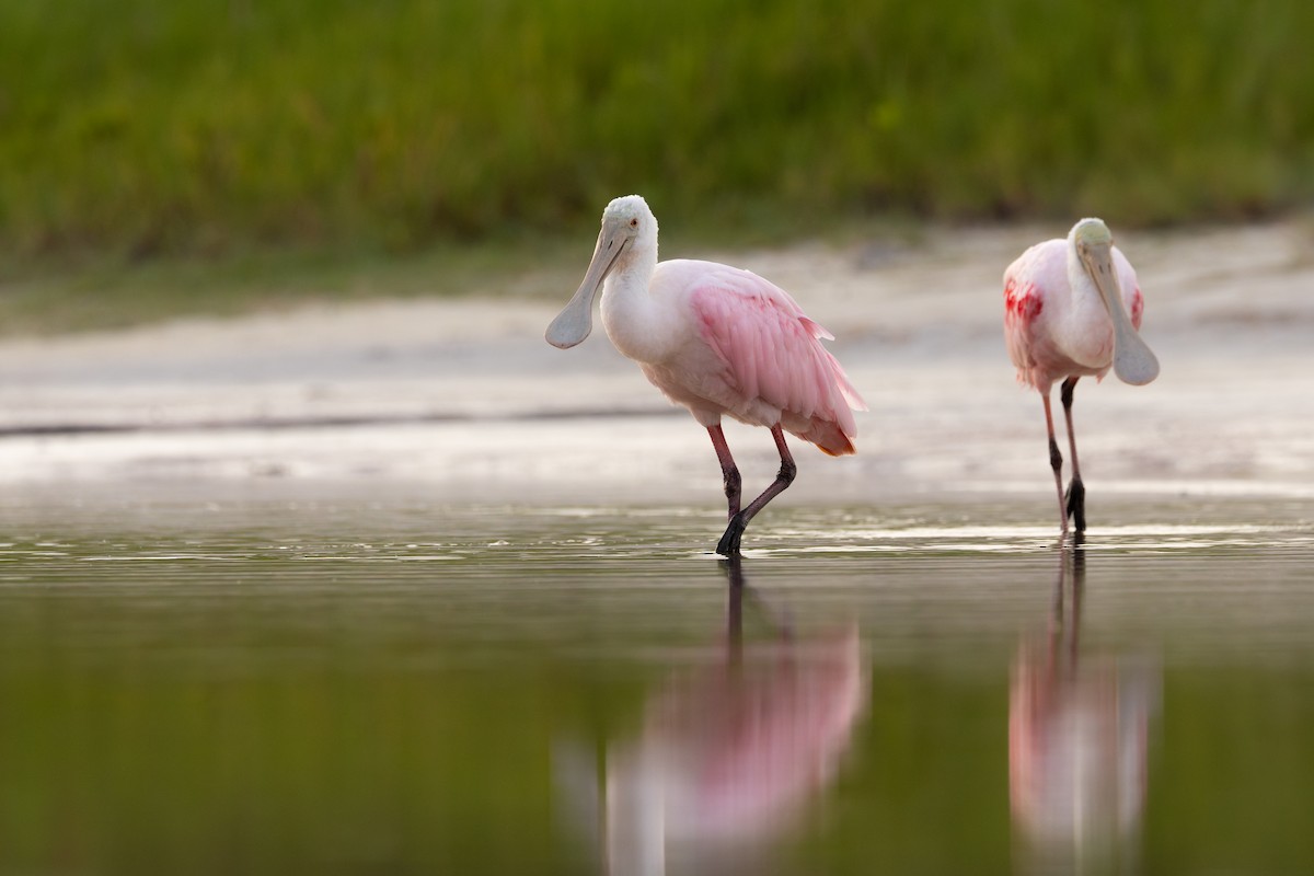Roseate Spoonbill - ML638442336