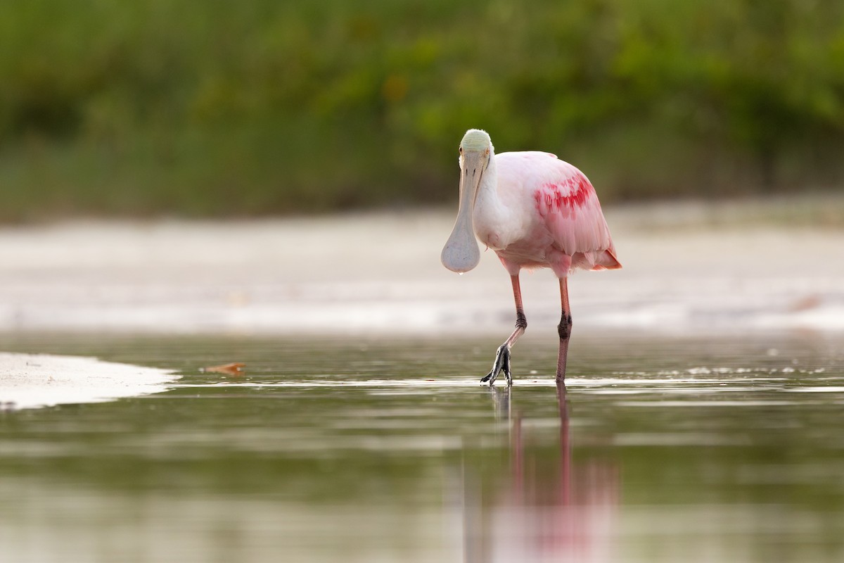 Roseate Spoonbill - ML638442337