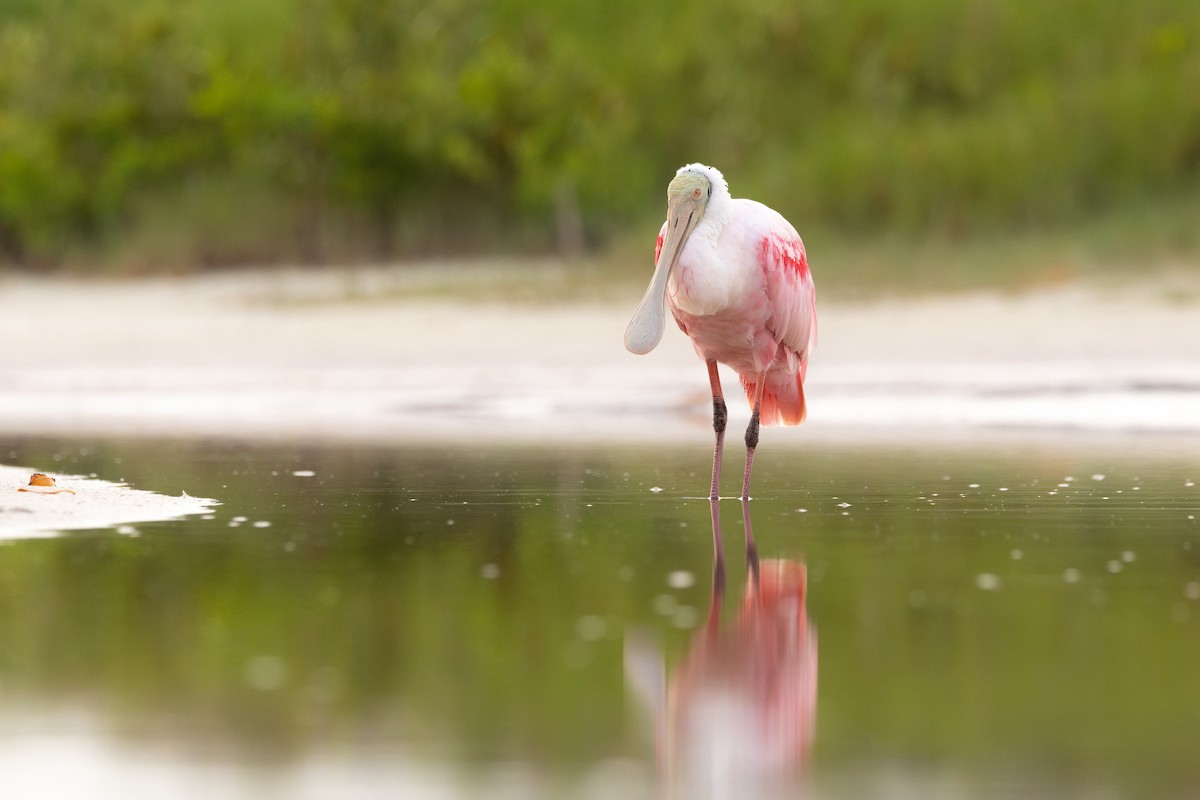 Roseate Spoonbill - ML638442338