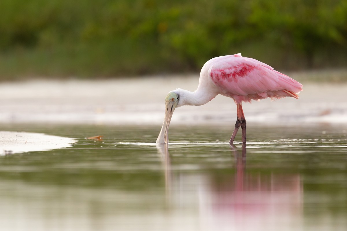 Roseate Spoonbill - ML638442339