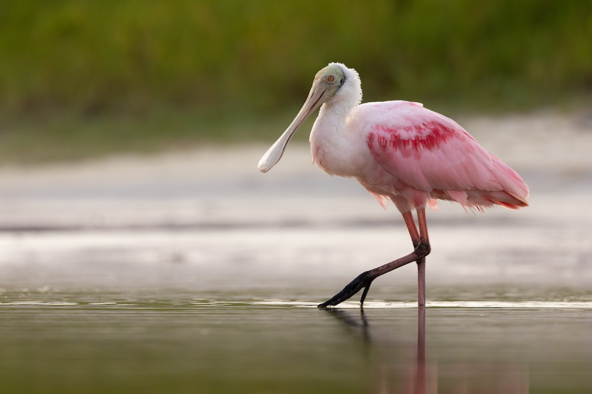 Roseate Spoonbill - ML638442340