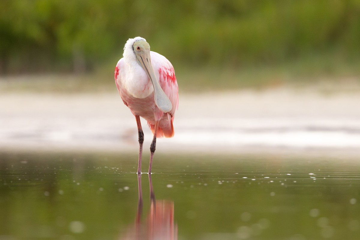 Roseate Spoonbill - ML638442342