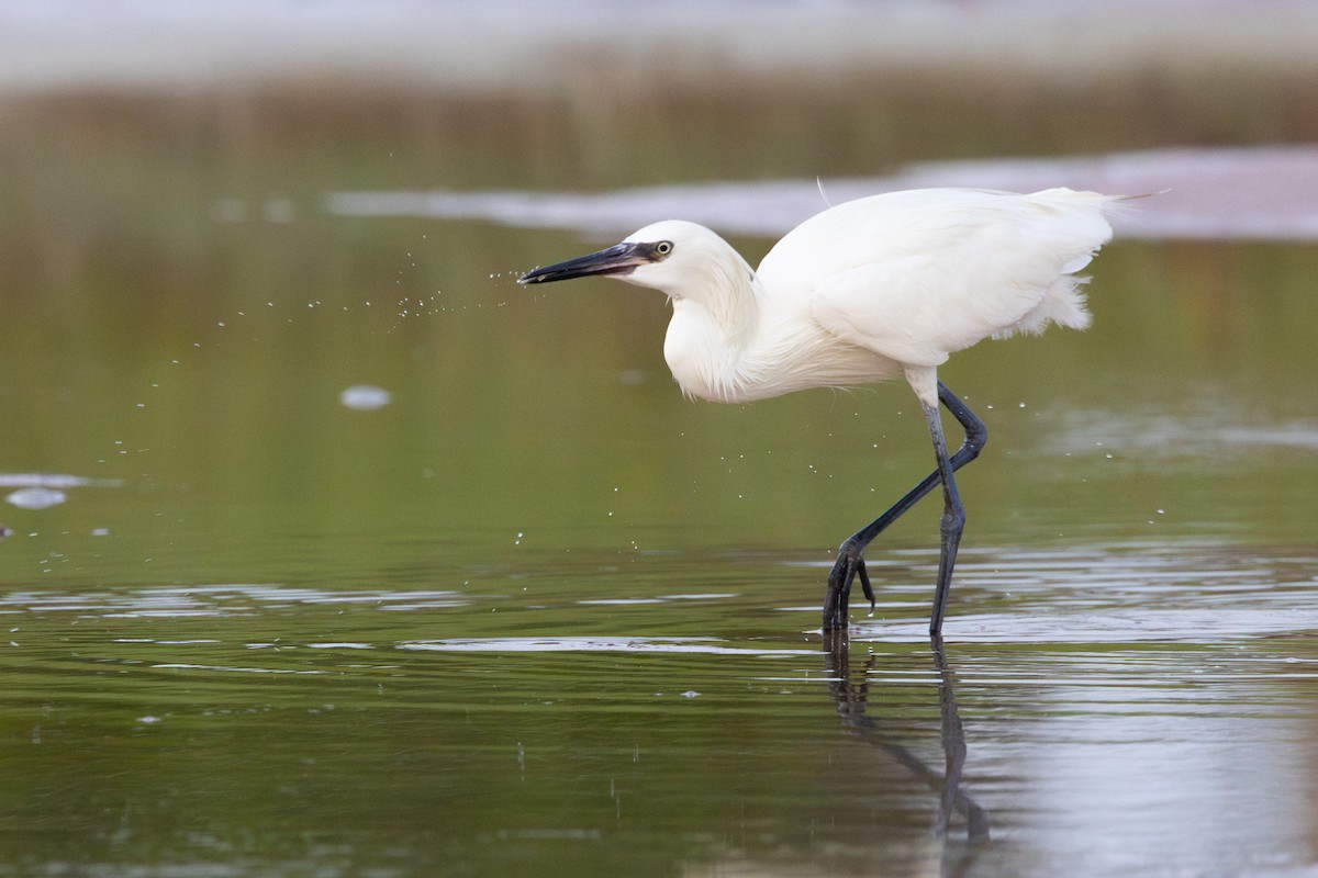 Reddish Egret - ML638442347