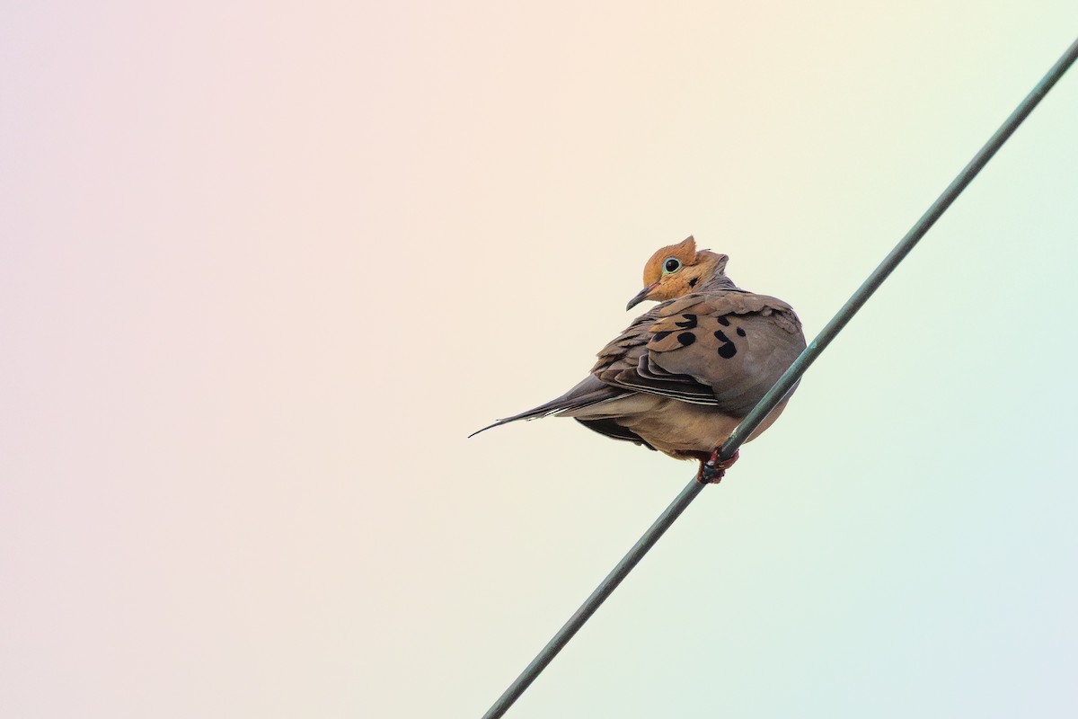 Mourning Dove - ML638442349