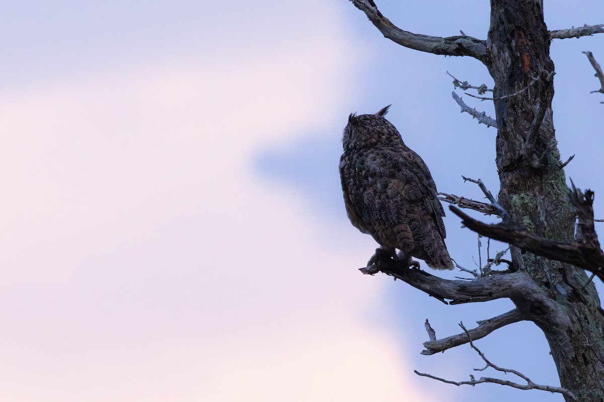 Great Horned Owl - ML638442356