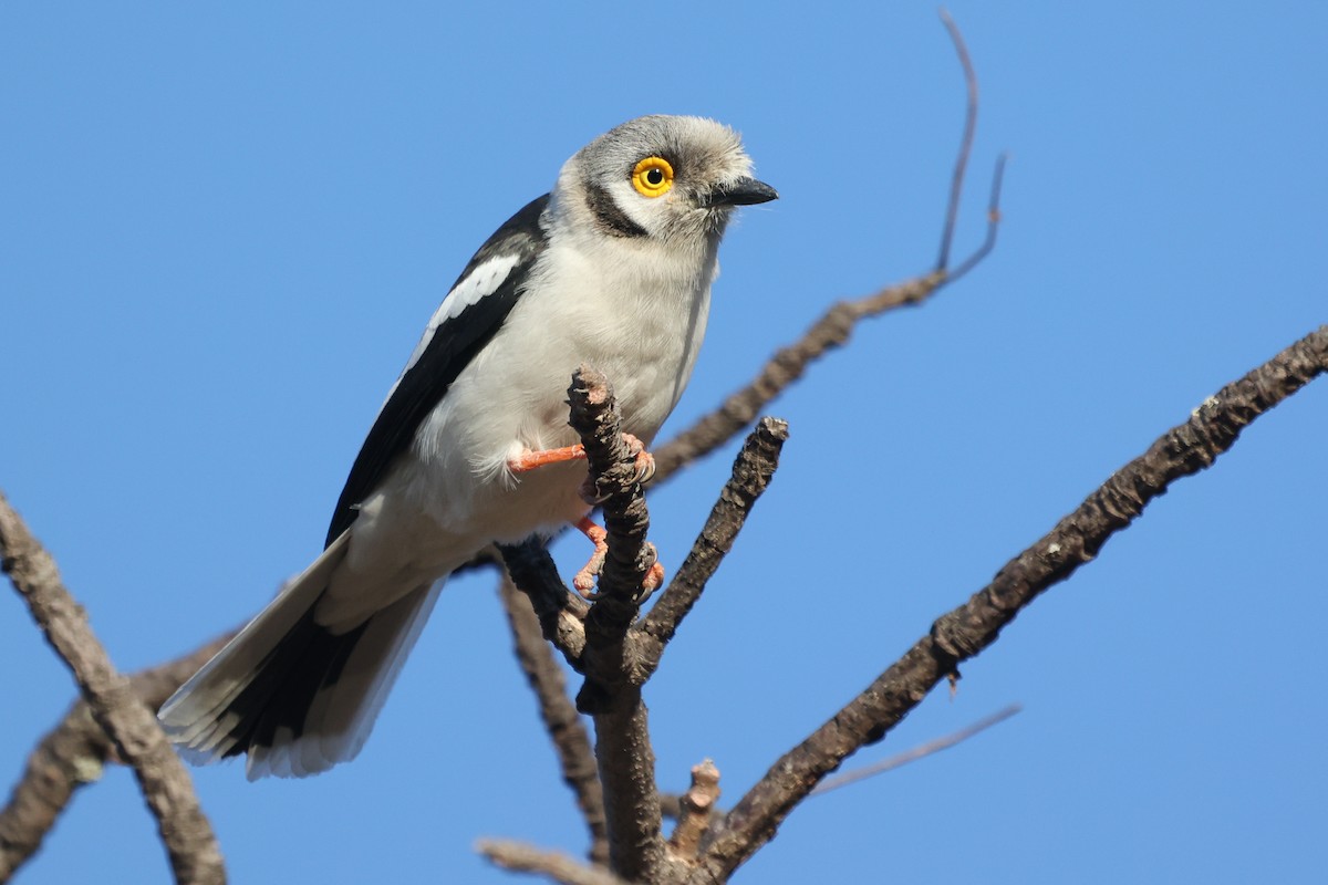 White-crested Helmetshrike (Yellow-eyed) - ML638442382