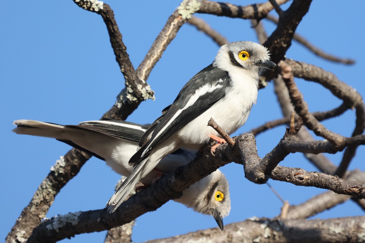 White-crested Helmetshrike (Yellow-eyed) - ML638442383