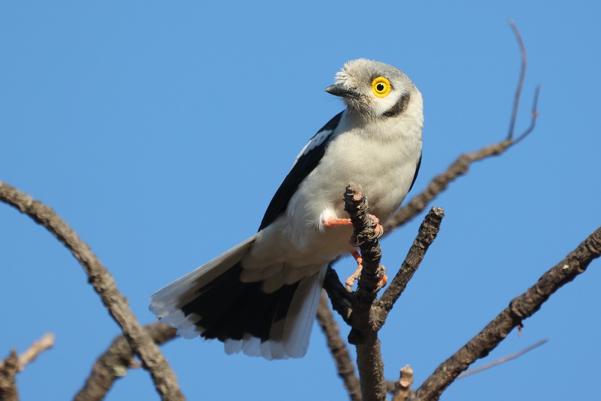 White-crested Helmetshrike (Yellow-eyed) - ML638442384