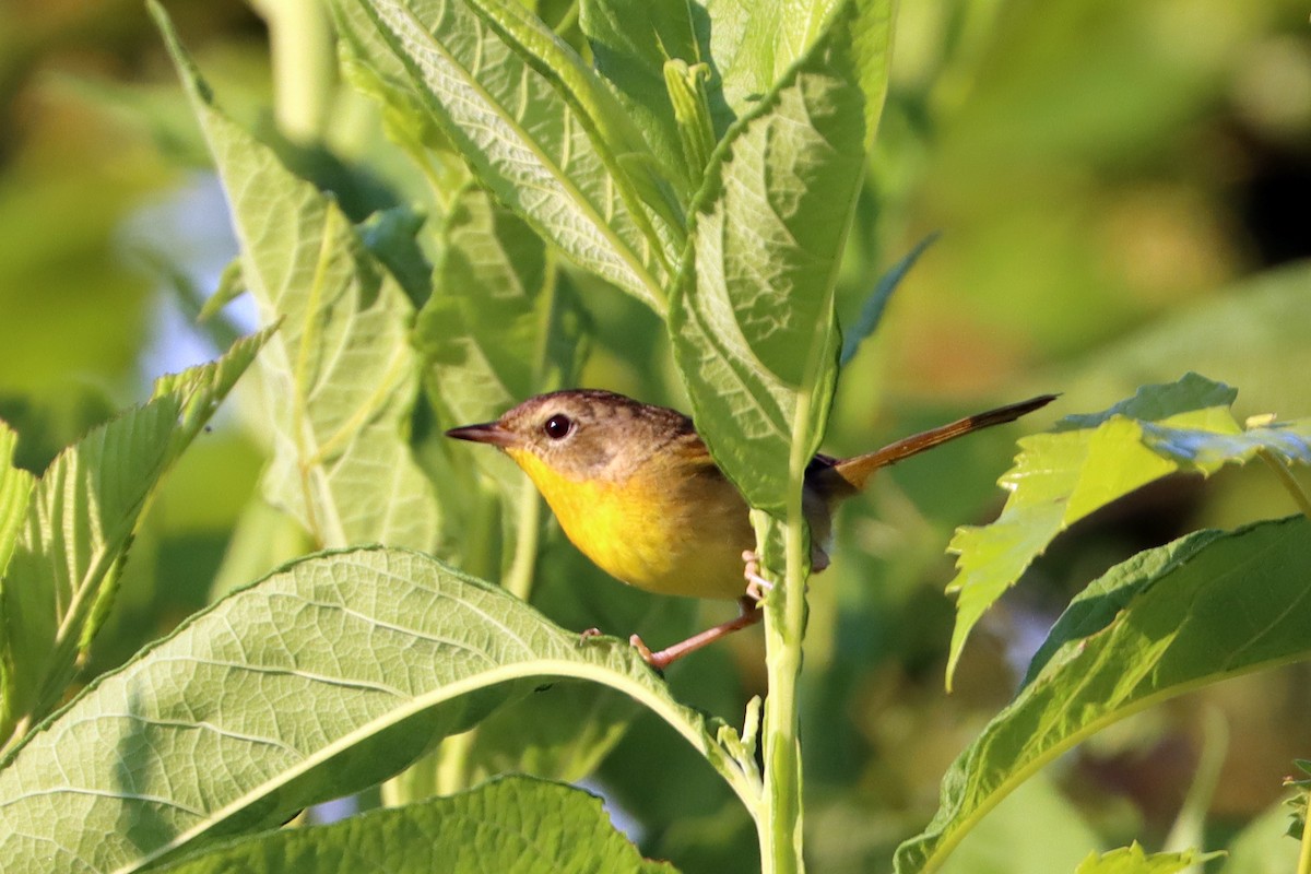 Common Yellowthroat - ML638442405