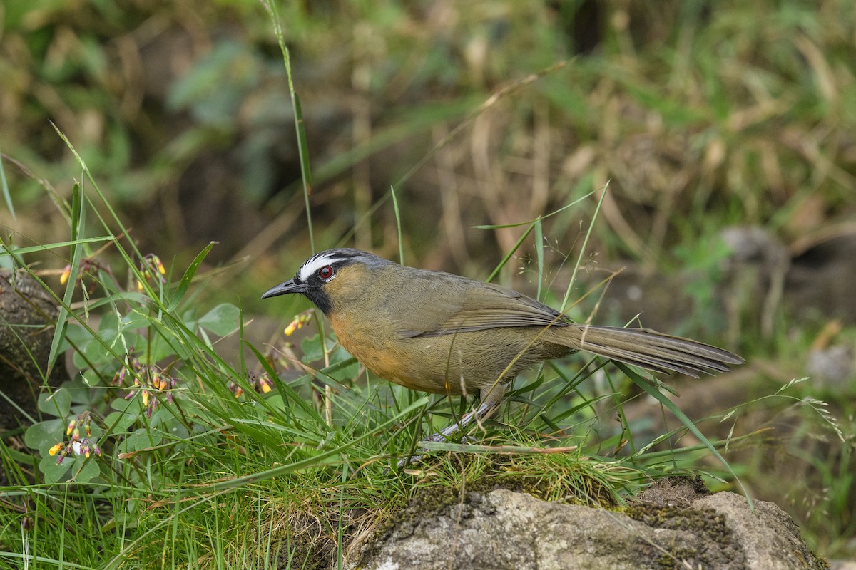 Nilgiri Laughingthrush - ML638442413