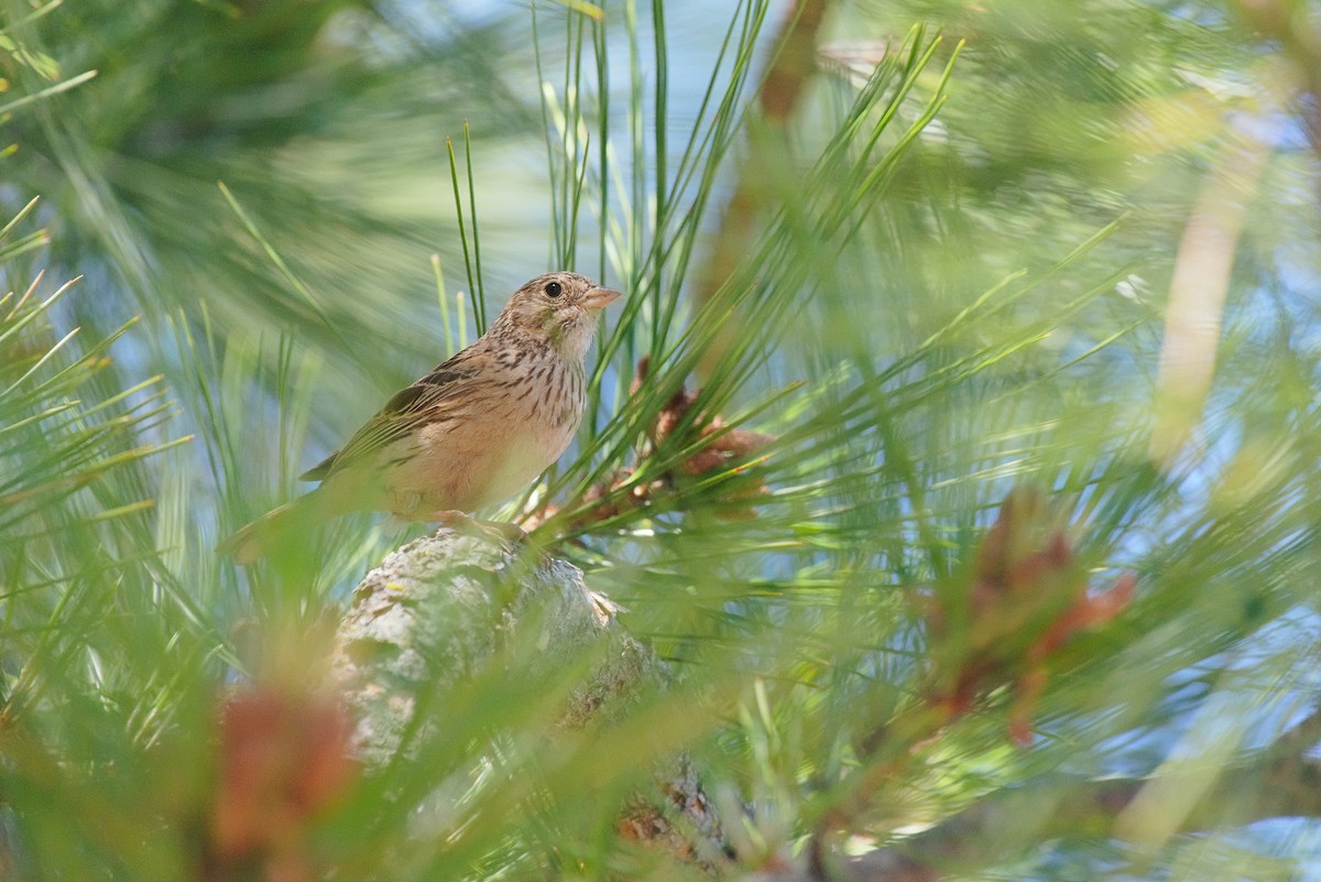 Vesper Sparrow - ML638442479
