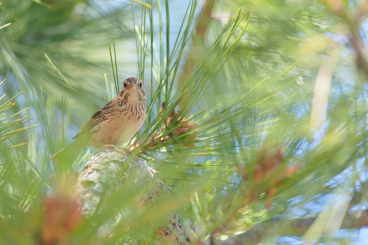 Vesper Sparrow - ML638442480