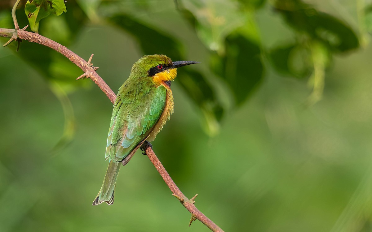Little Bee-eater - ML638442486