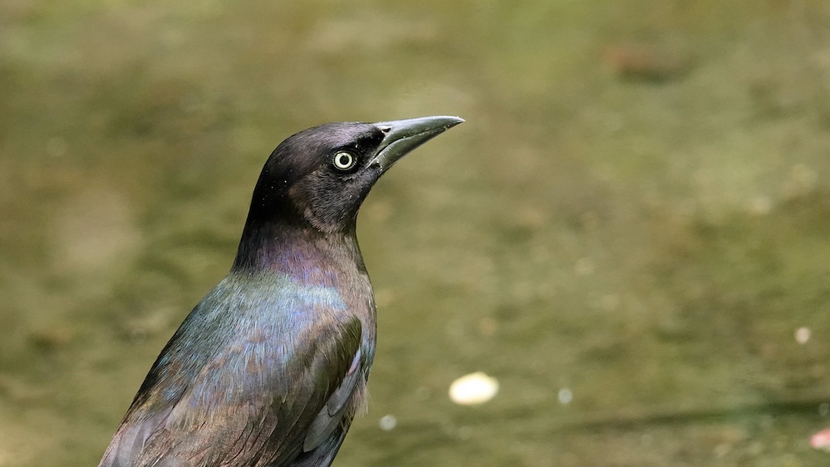 Common Grackle - ML638442537
