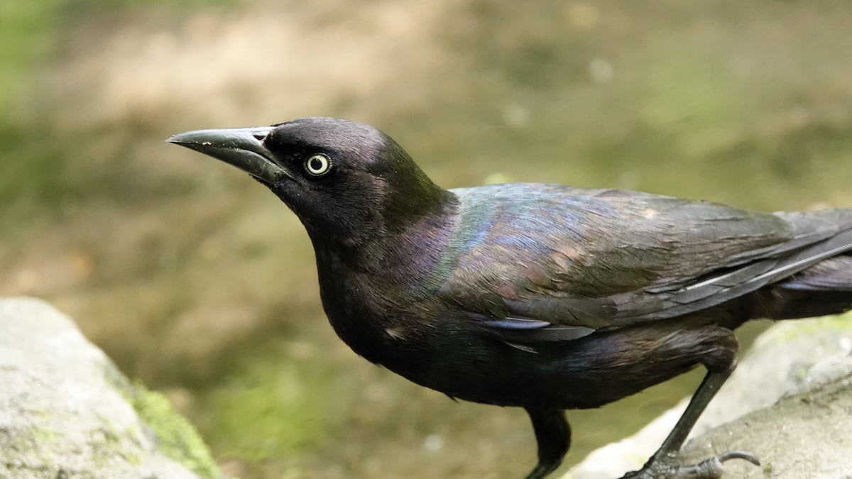 Common Grackle - ML638442538