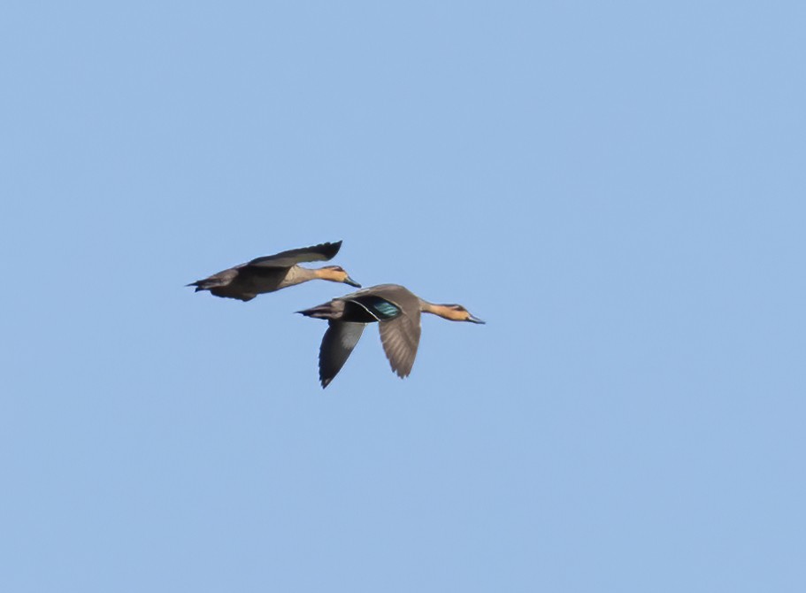 Philippine Duck - ML638442544