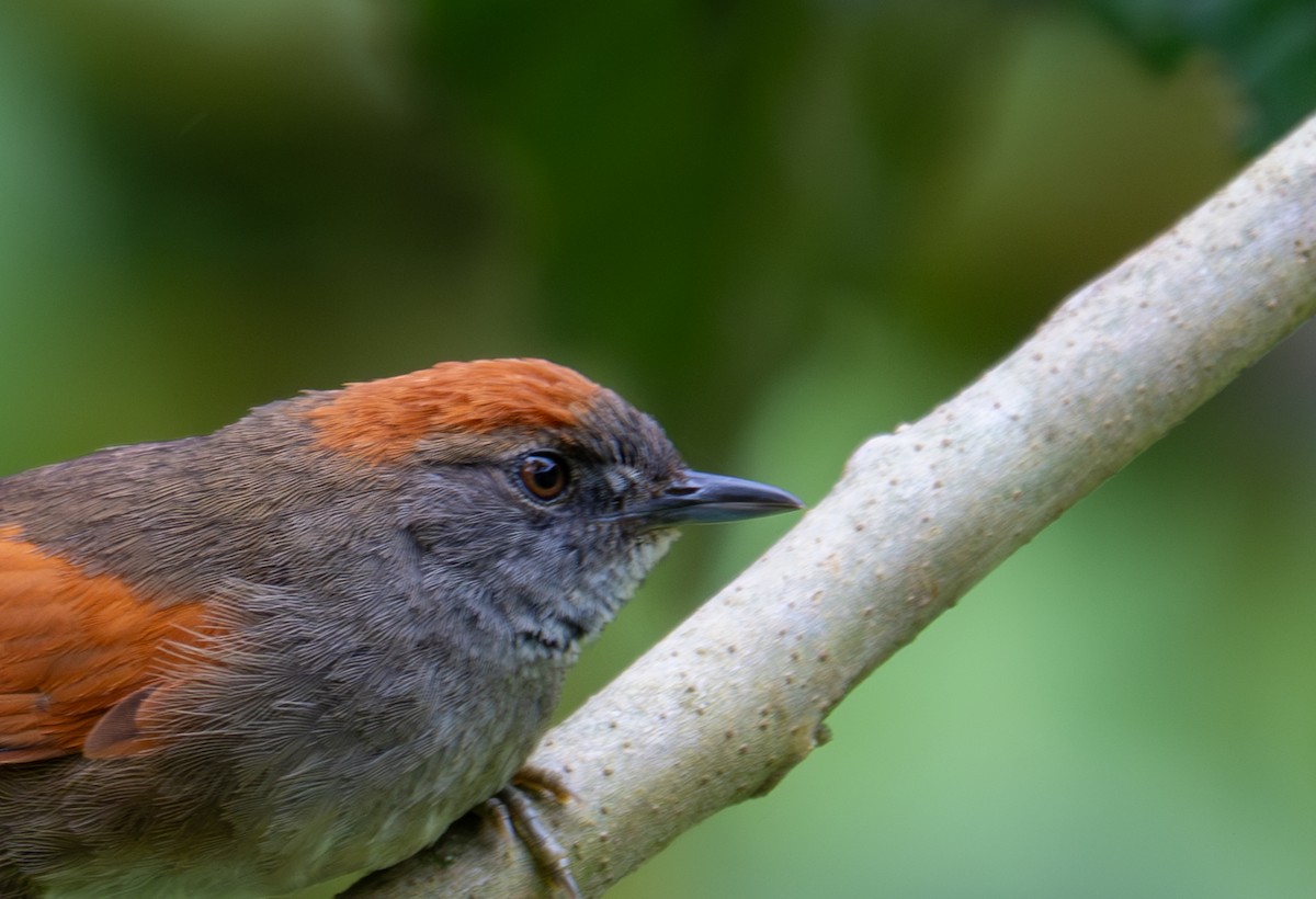 Azara's Spinetail - ML638442560