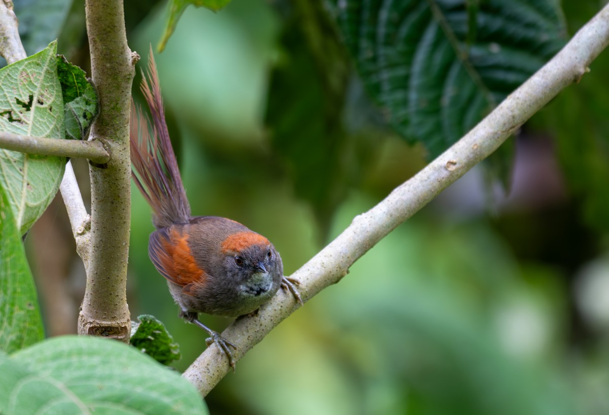 Azara's Spinetail - ML638442563