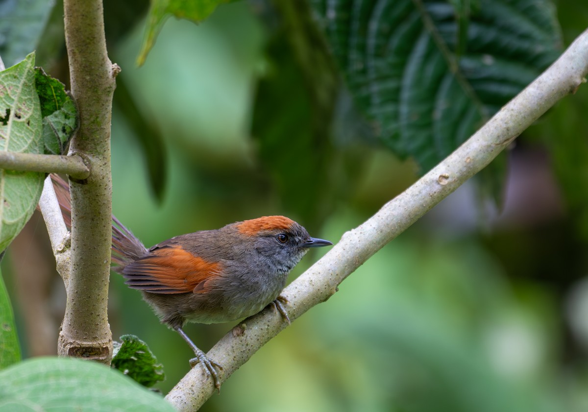 Azara's Spinetail - ML638442564