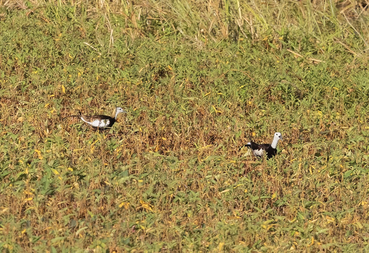 Pheasant-tailed Jacana - ML638442577