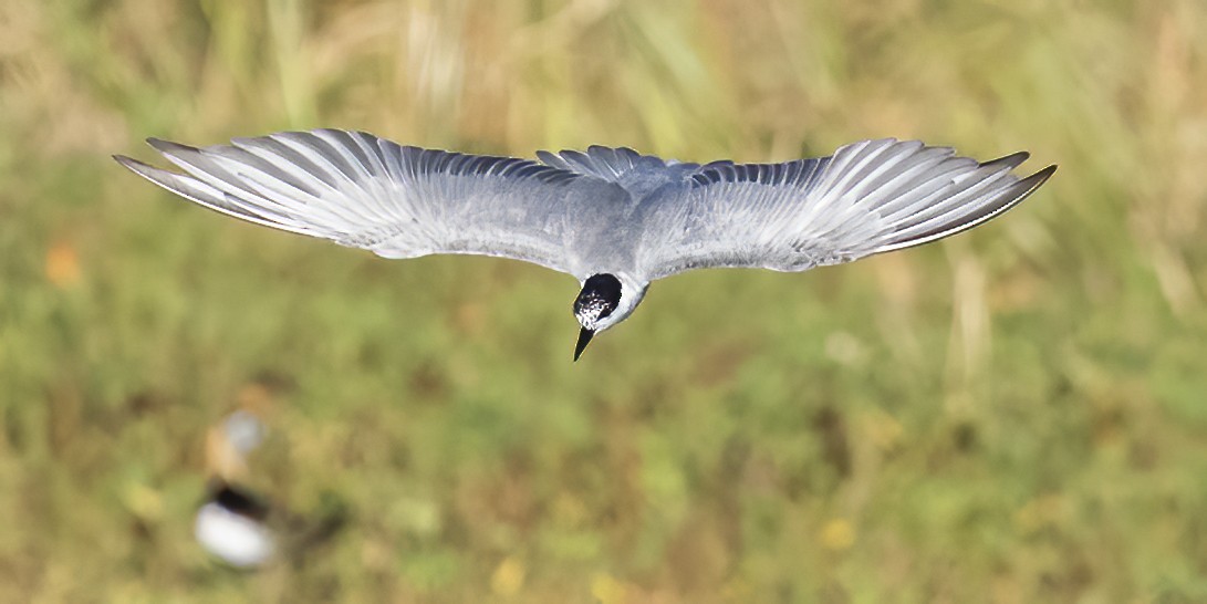 Whiskered Tern - ML638442600