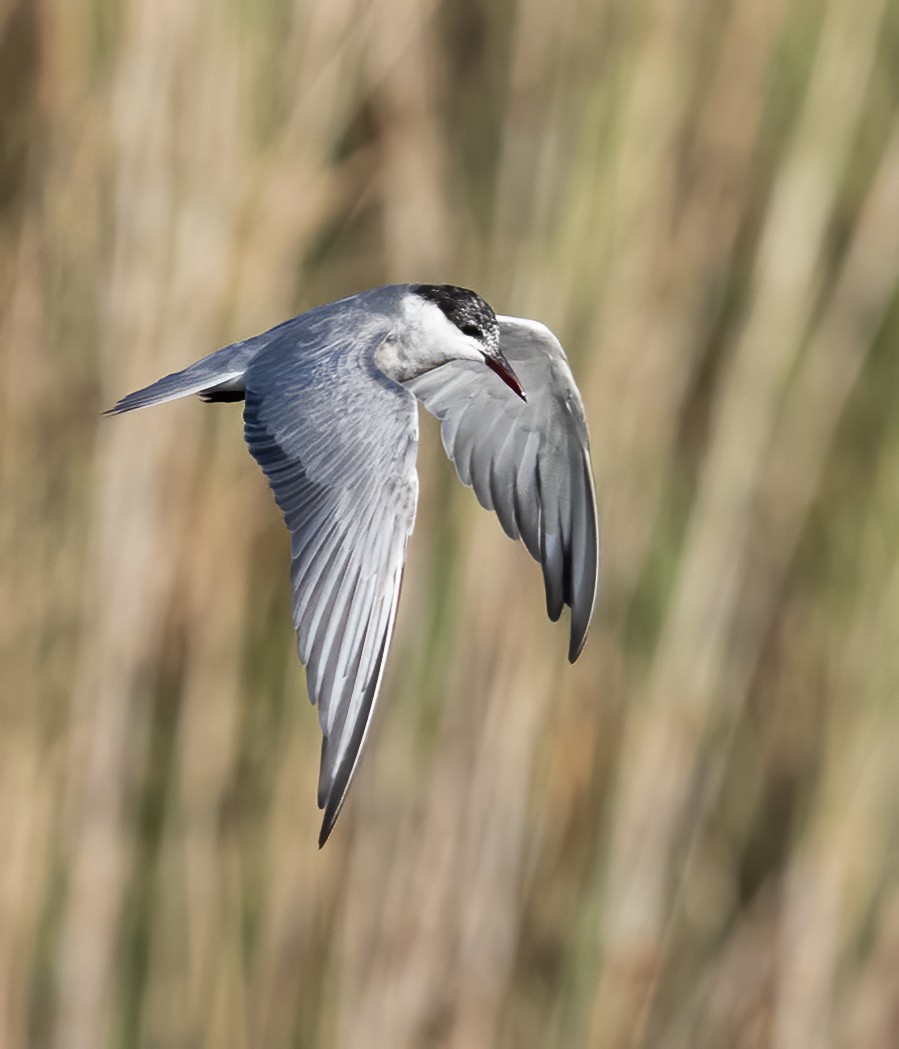 Whiskered Tern - ML638442601