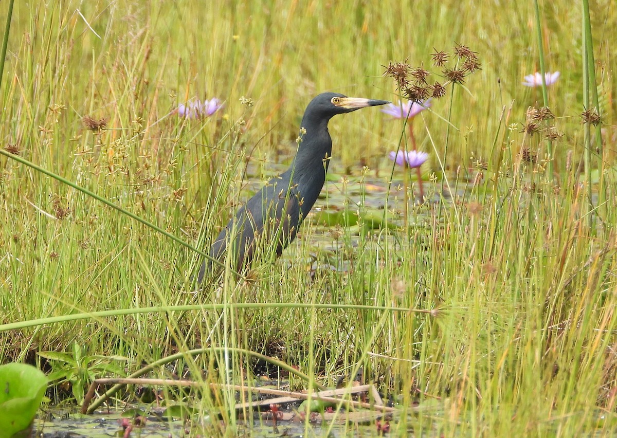 Rufous-bellied Heron - ML638442605