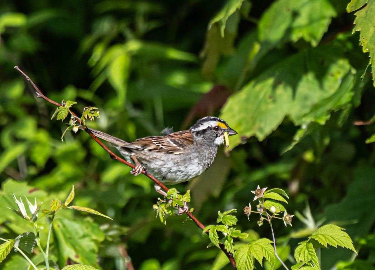 White-throated Sparrow - ML638442610