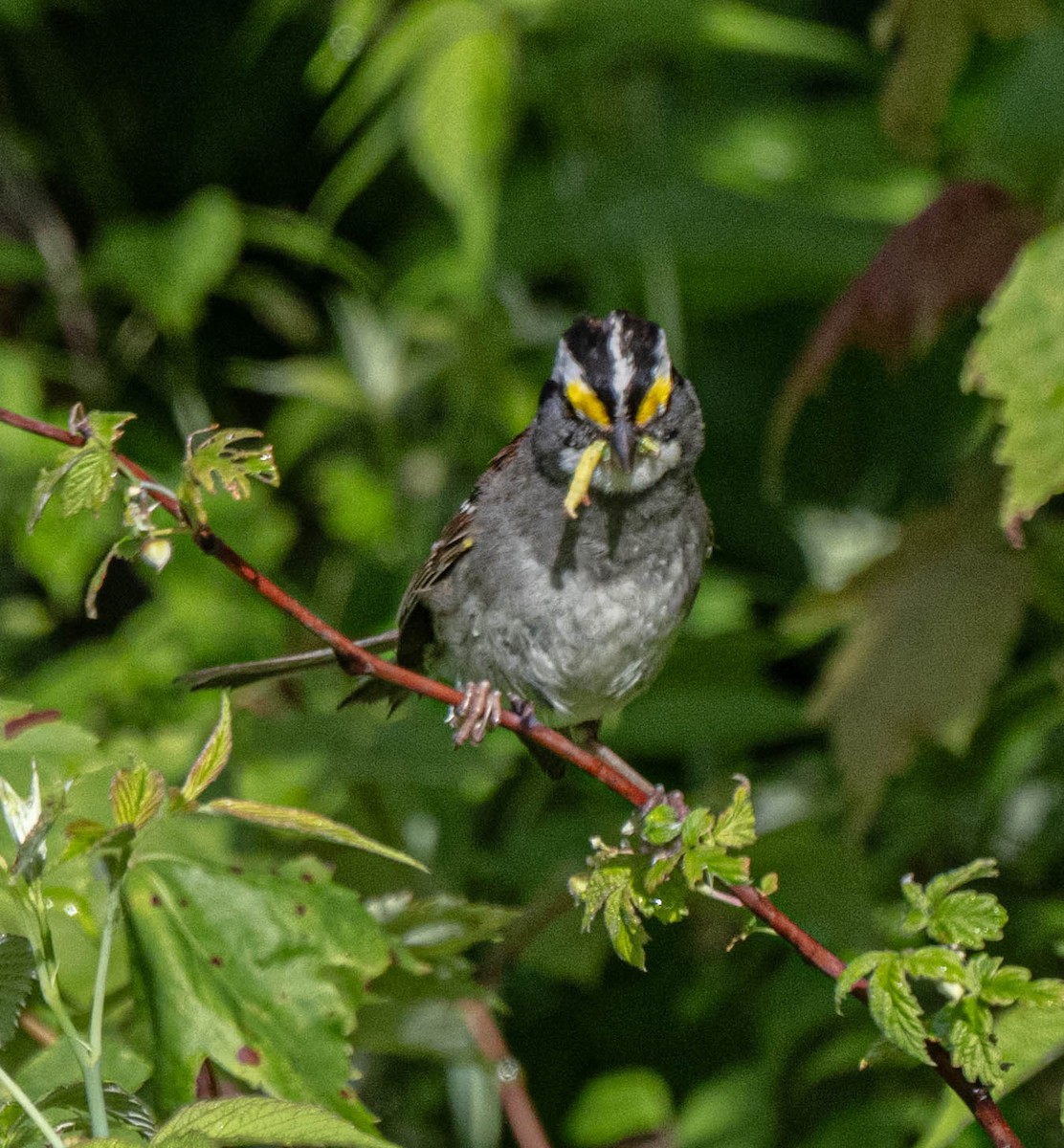 White-throated Sparrow - ML638442611