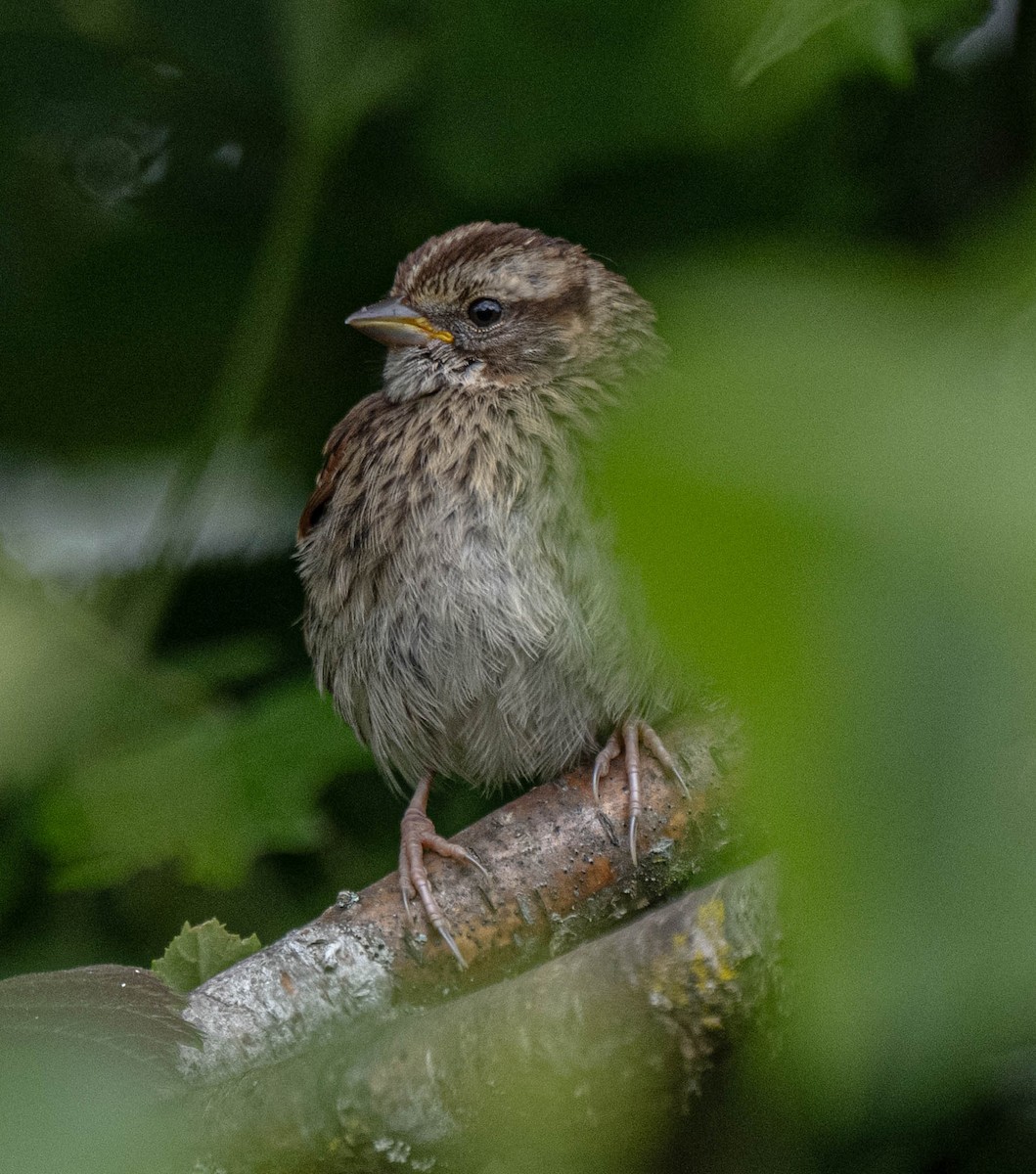 White-throated Sparrow - ML638442612