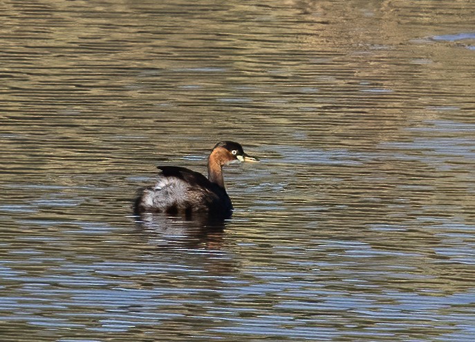Little Grebe (Little) - ML638442618