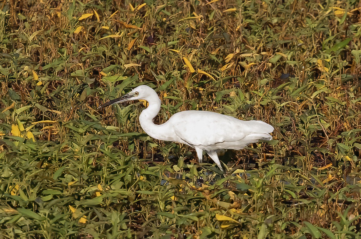 Little Egret - ML638442622