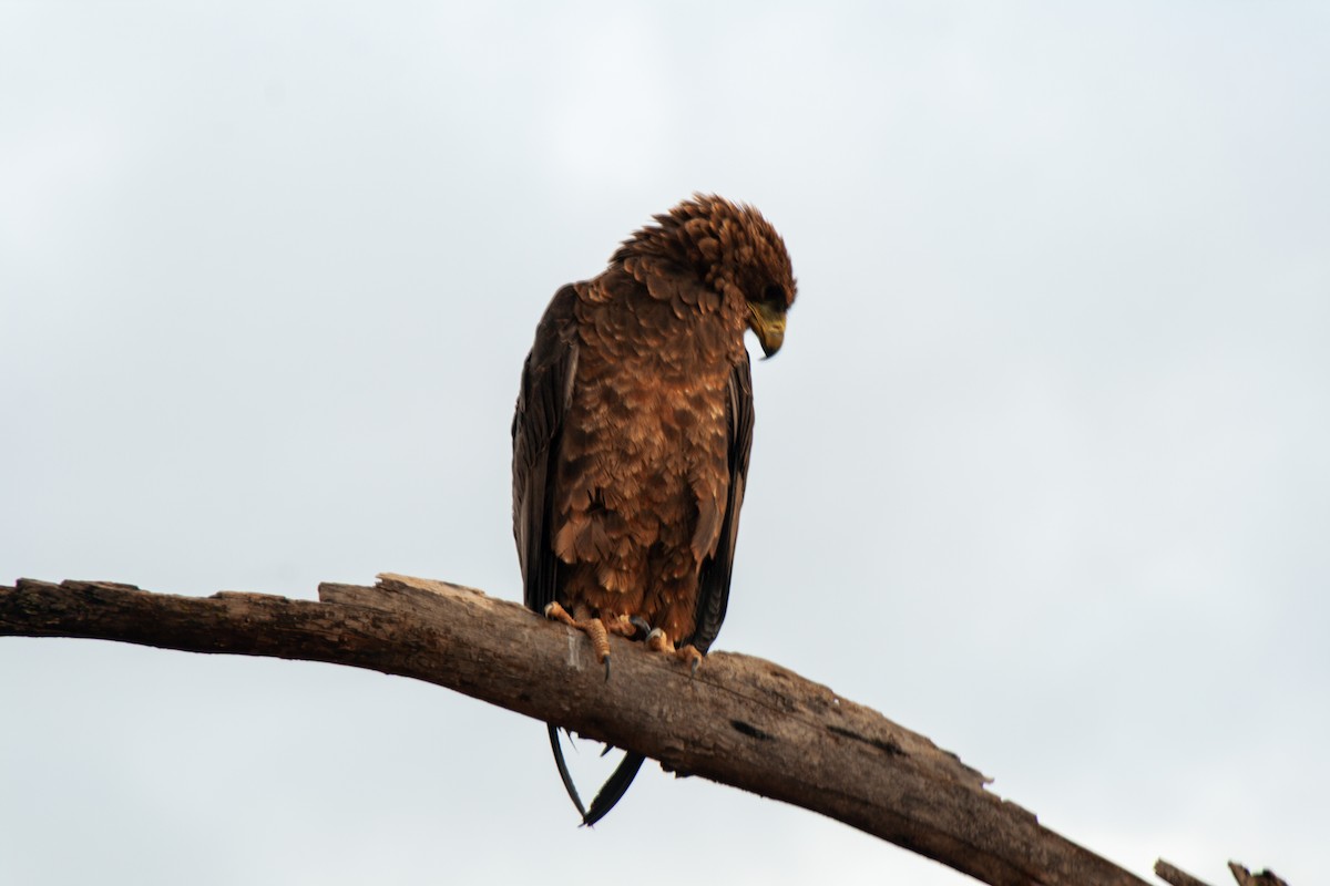 Bateleur - ML638442640