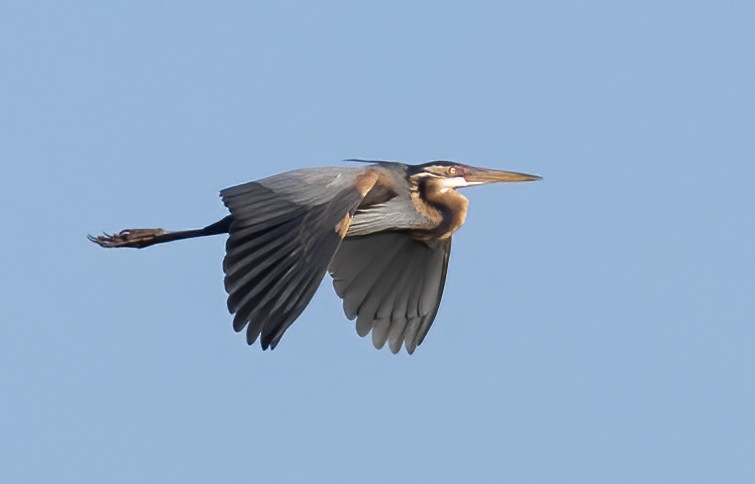 Purple Heron (Purple) - ML638442650